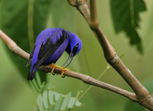 Photo (3): Purple Honeycreeper