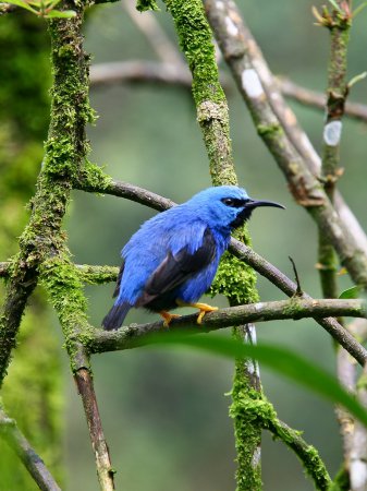 Photo (1): Shining Honeycreeper