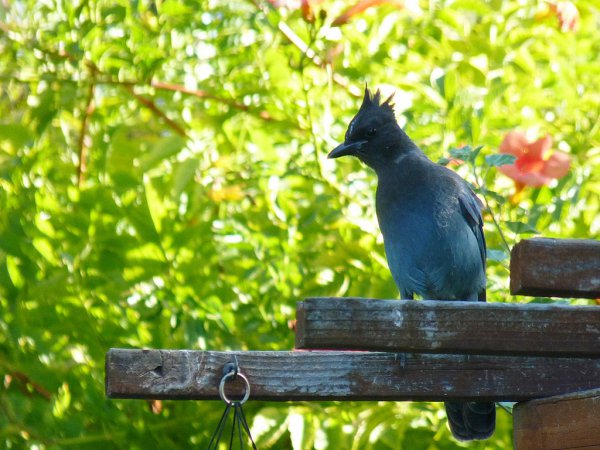 Photo (15): Quiz Species