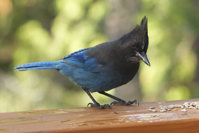Photo (20): Quiz Species