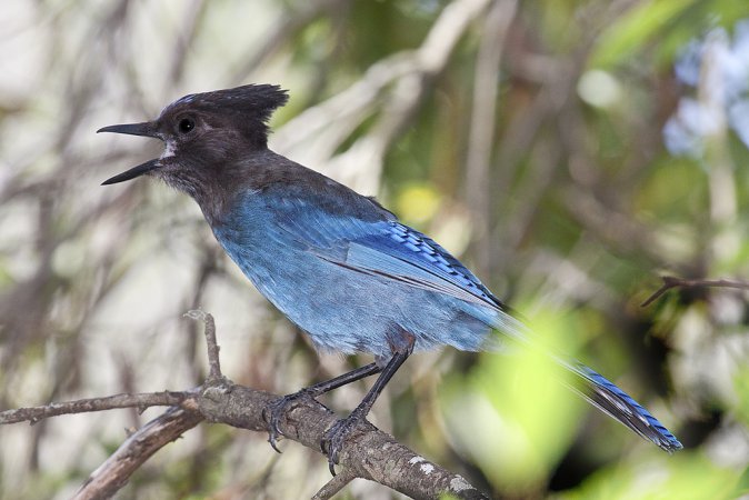 Photo (22): Quiz Species