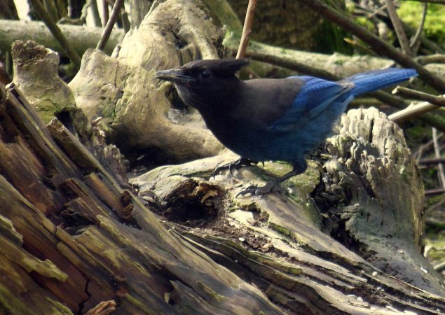 Photo (17): Quiz Species