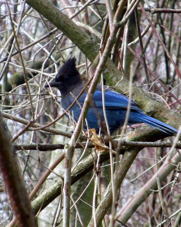 Photo (18): Quiz Species