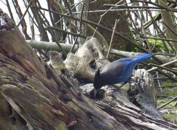 Photo (24): Quiz Species