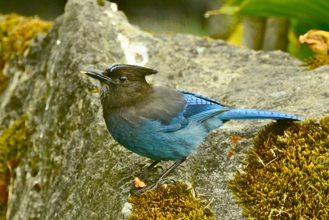 Photo (19): Quiz Species