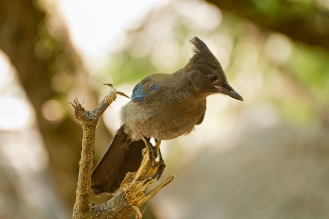 Photo (23): Quiz Species