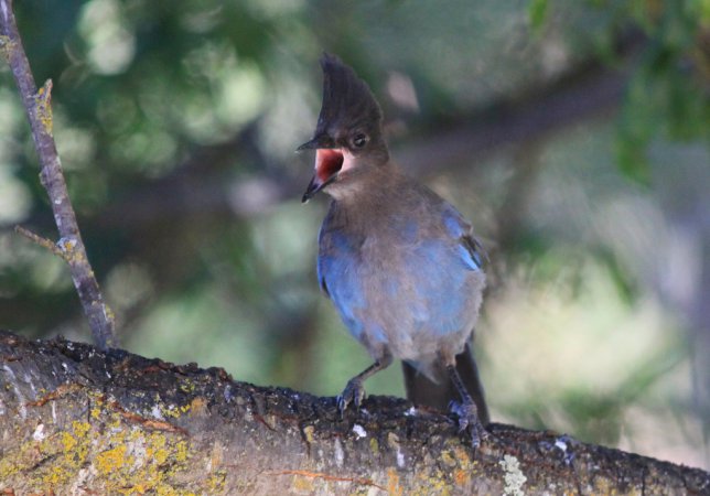 Photo (16): Quiz Species