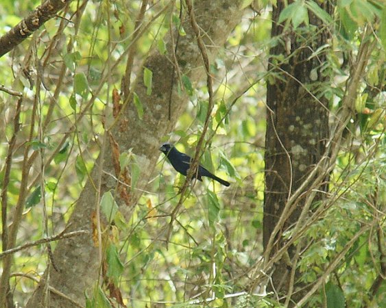 Photo (1): Blue-black Grosbeak