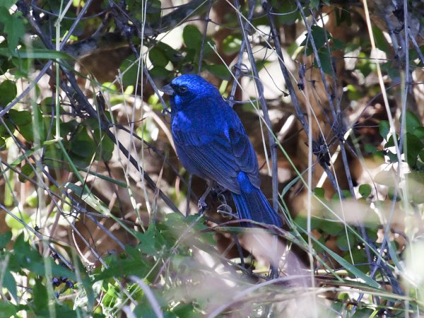 Photo (4): Blue Bunting