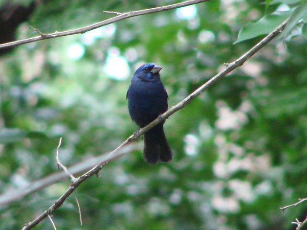 Photo (1): Blue Bunting
