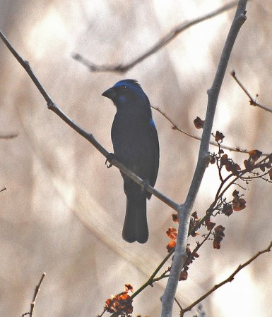 Photo (7): Blue Bunting
