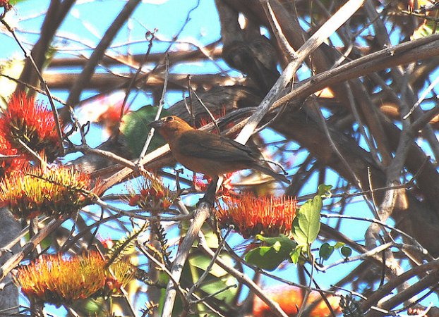 Photo (5): Blue Bunting