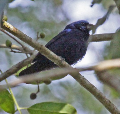 Photo (9): Blue Bunting