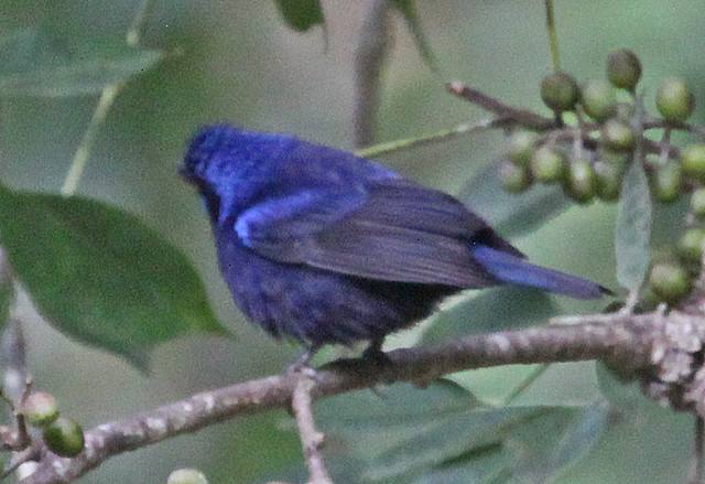 Photo (6): Blue Bunting