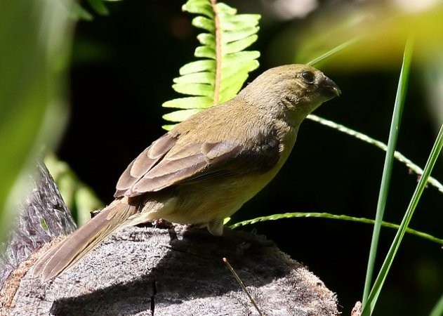 Photo (2): Blue Bunting