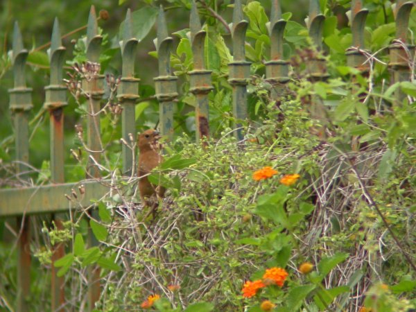 Photo (10): Blue Bunting