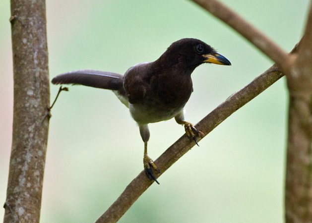 Photo (15): Brown Jay