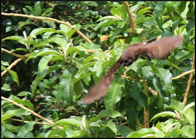 Photo (9): Brown Jay