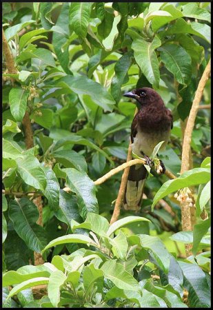 Photo (3): Brown Jay