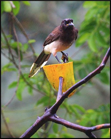 Photo (8): Brown Jay