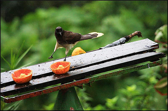 Photo (10): Brown Jay