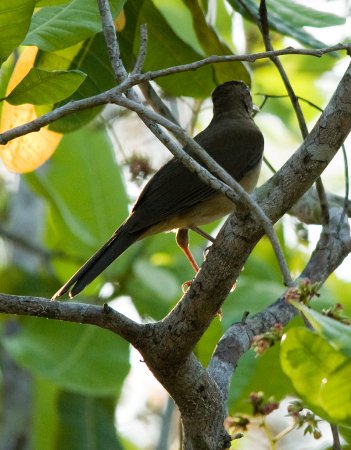 Photo (7): Brown Jay