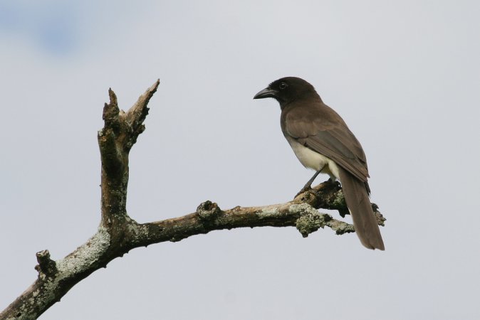 Photo (1): Brown Jay