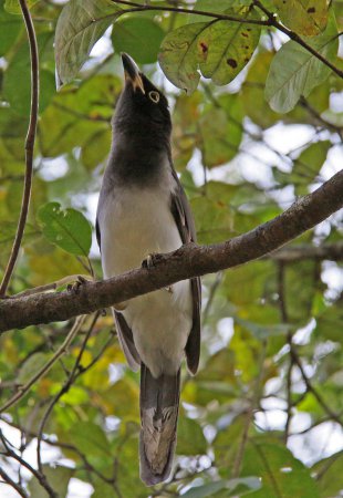 Photo (12): Brown Jay