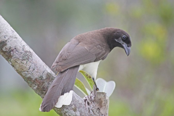 Photo (2): Brown Jay