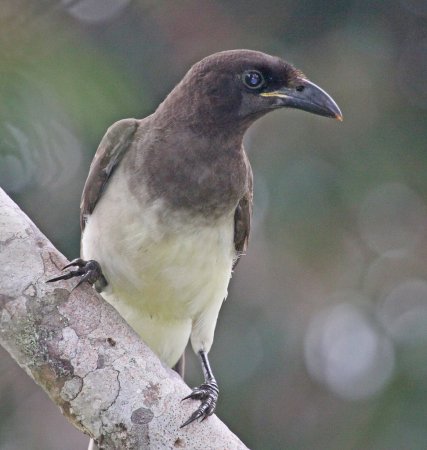 Photo (4): Brown Jay
