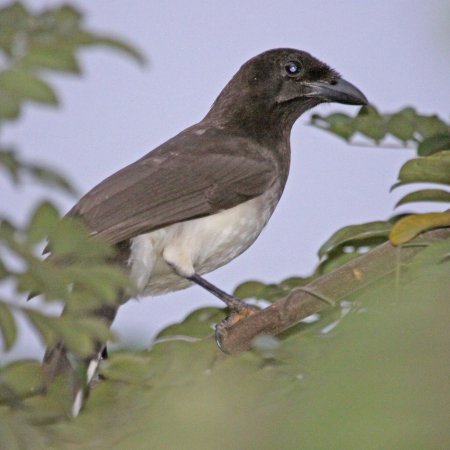 Photo (5): Brown Jay