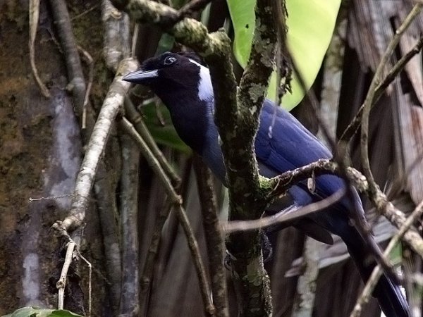 Photo (1): Violaceous Jay