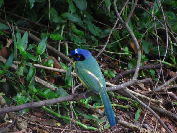 Photo (16): Green Jay