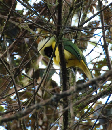 Photo (21): Green Jay