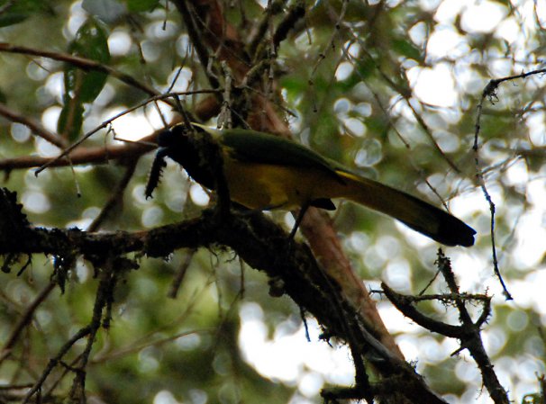Photo (23): Green Jay