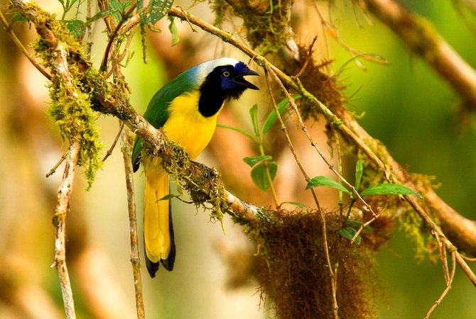 Photo (18): Green Jay