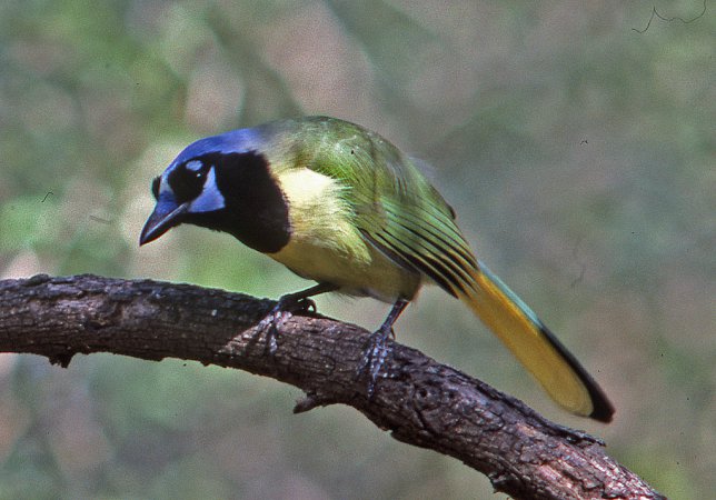 Photo (8): Green Jay