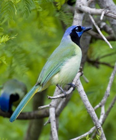 Photo (7): Green Jay