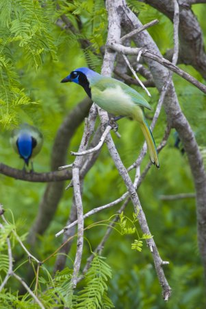 Photo (9): Green Jay
