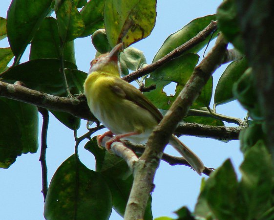 Photo (2): Rufous-browed Peppershrike