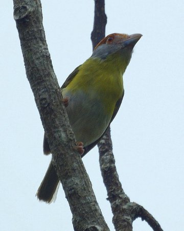 Photo (4): Rufous-browed Peppershrike