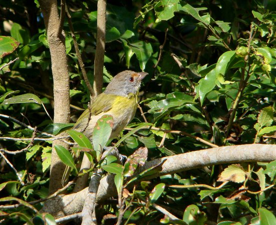 Photo (7): Rufous-browed Peppershrike
