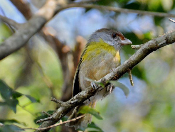Photo (11): Rufous-browed Peppershrike