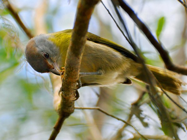 Photo (9): Rufous-browed Peppershrike
