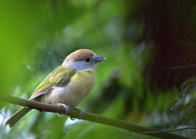 Photo (5): Rufous-browed Peppershrike