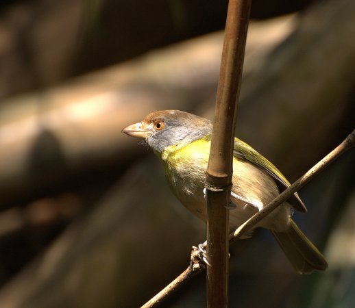 Photo (3): Rufous-browed Peppershrike