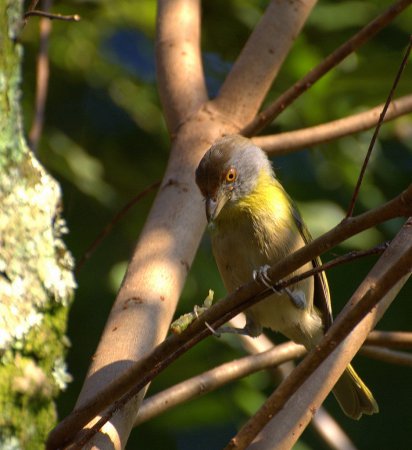 Photo (6): Rufous-browed Peppershrike