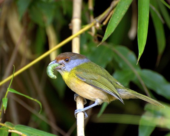 Photo (10): Rufous-browed Peppershrike