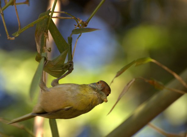 Photo (8): Rufous-browed Peppershrike