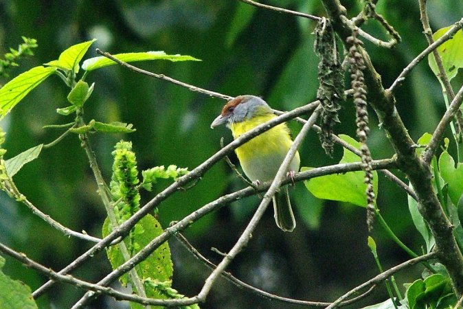 Photo (14): Rufous-browed Peppershrike